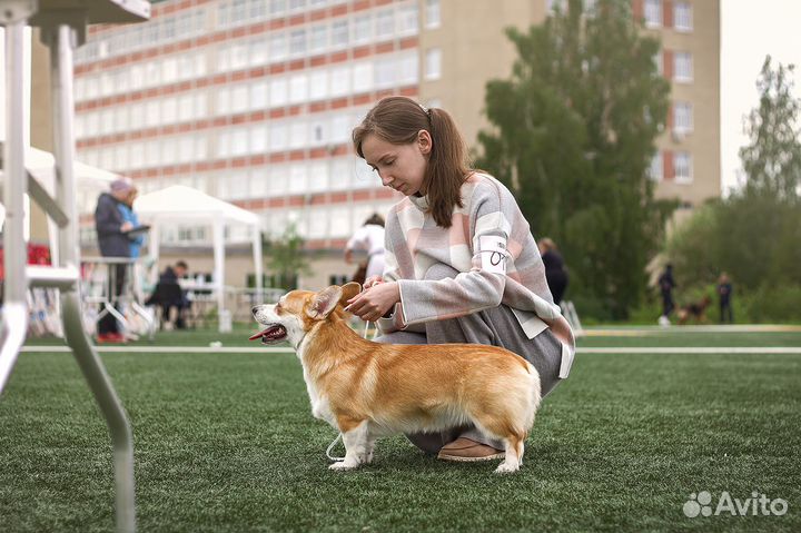 Кинолог. Инструктор по вязке. Хендлер