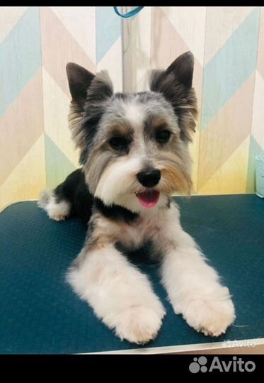 Щенки бивер йорка