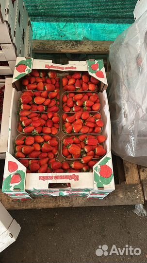 Ягоды все виды