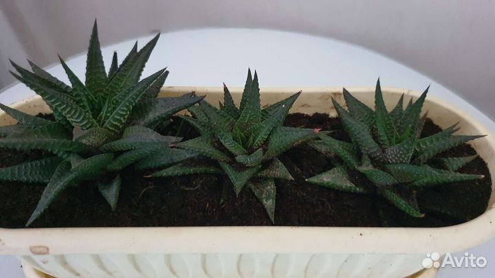 Хавортия в композиции