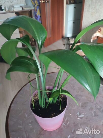 Эухарис амазонская Лилия