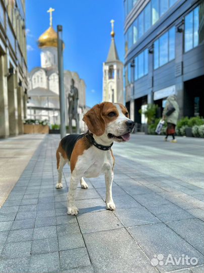 Бигль вязка Чемпион России по скор