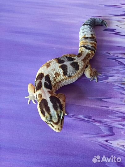 Гемитеконикс малышка