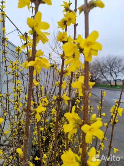 Форзиция Голдраш