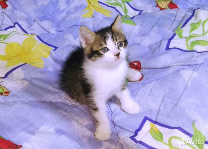 Отдам котят в добрые руки