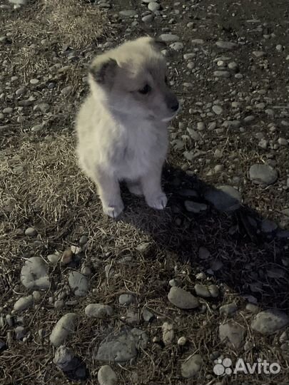 Щенята Лайки