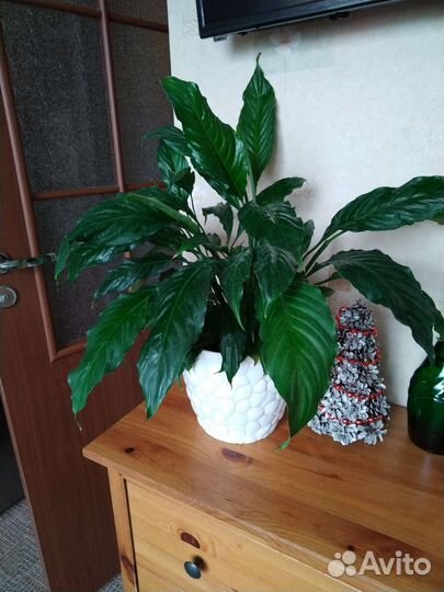 Спатифиллум