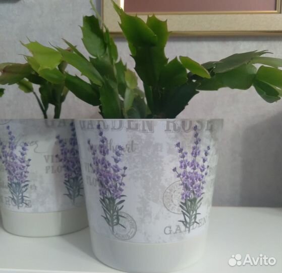 Декабрист шлюмбергера