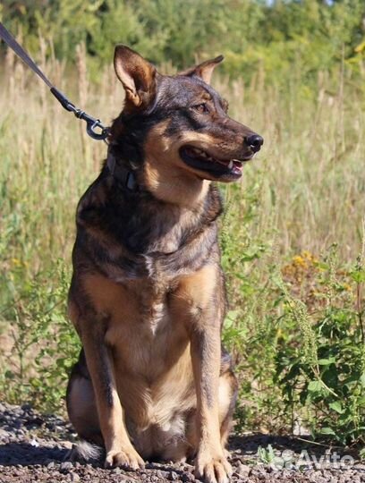 Собака Мэрри