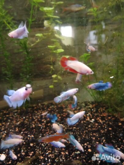 Рыбка петушок