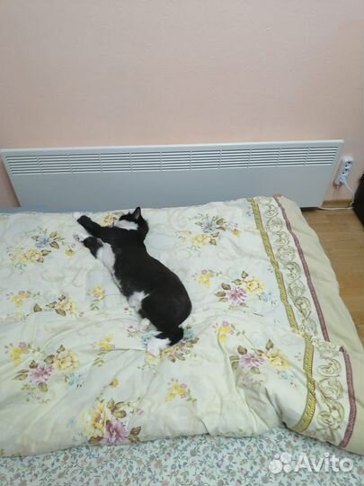 Котик в добрые руки