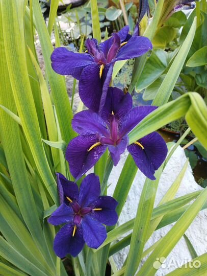 Ирис луизианский