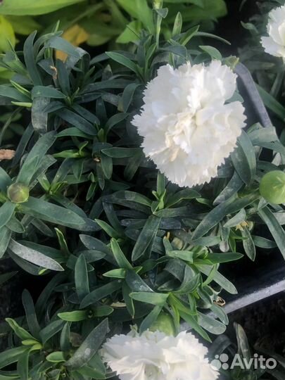 Вегетативные гвоздики