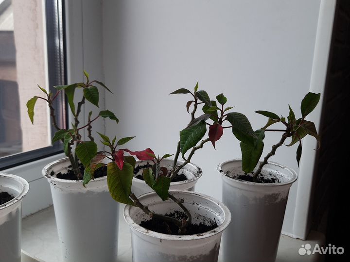 Пуансеттия