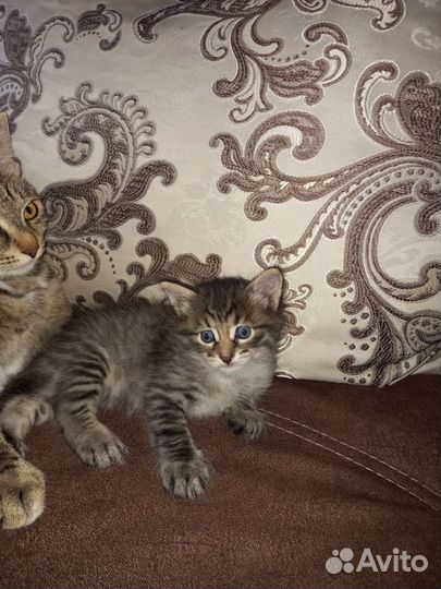 Котята в добрые руки бесплатно кот