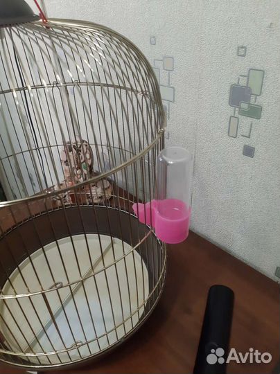 Клетка для птиц бу