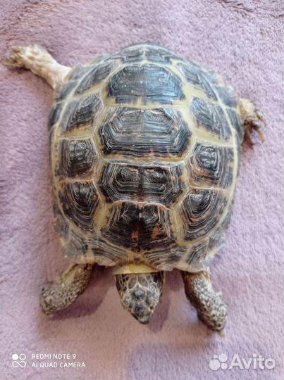 Черепаха сухопутная