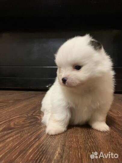 Щенки шпица