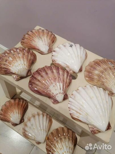 Ракушка морская разм 12*12(примерно)