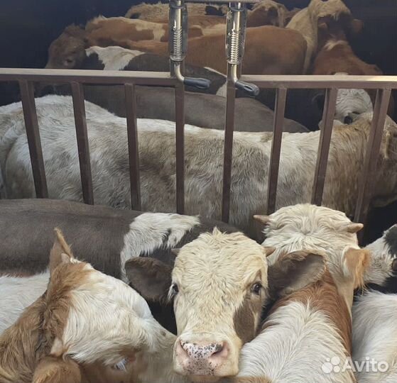 Бычки и телки от 5 до 10 месяцев