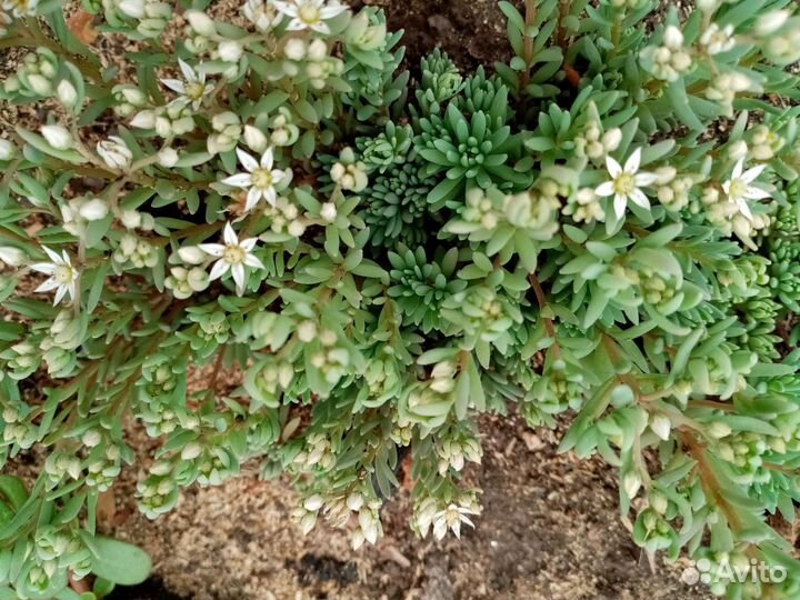 Очиток испанский