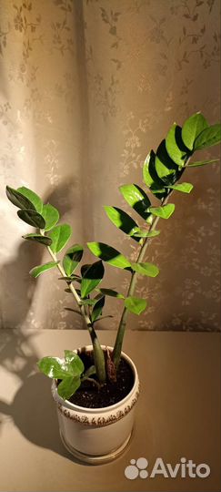 Замиокулькас