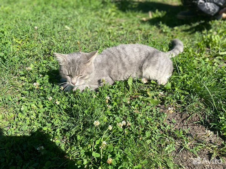 Котик