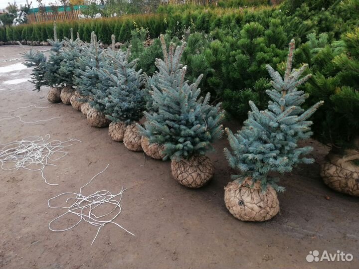 Туя смарагд,и туя калумна,а также галубая ель