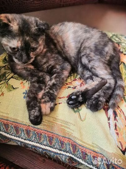 Вислоухая кошечка в добрые руки