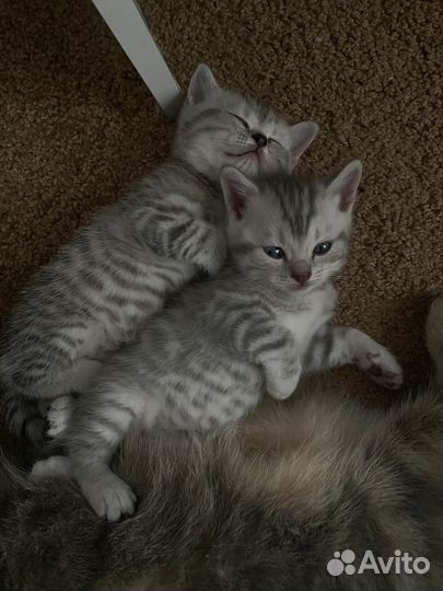 Британские котята