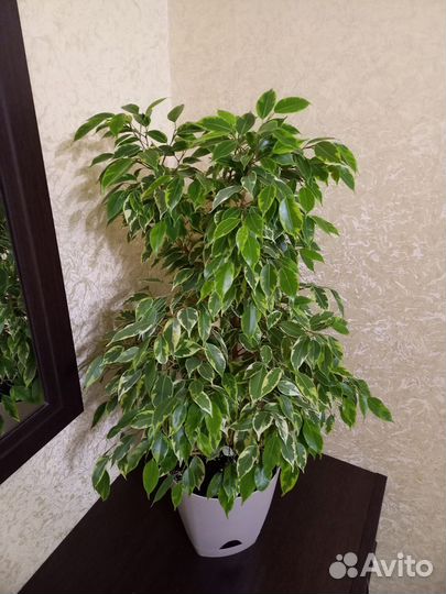 Комнатные растения. Фикус бенджамина