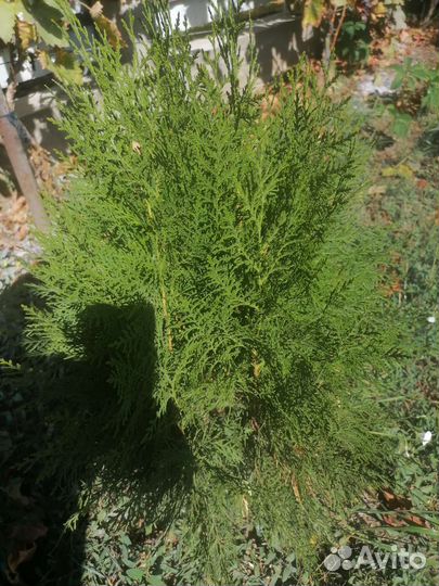 Туя Смарагд