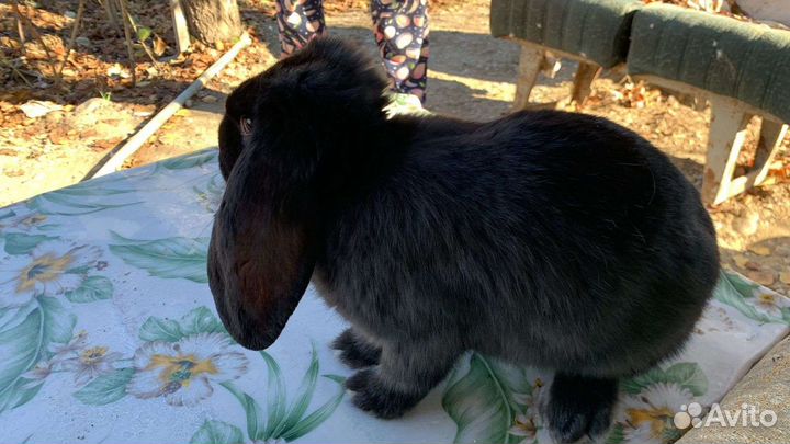 Кролики породы Рэкс