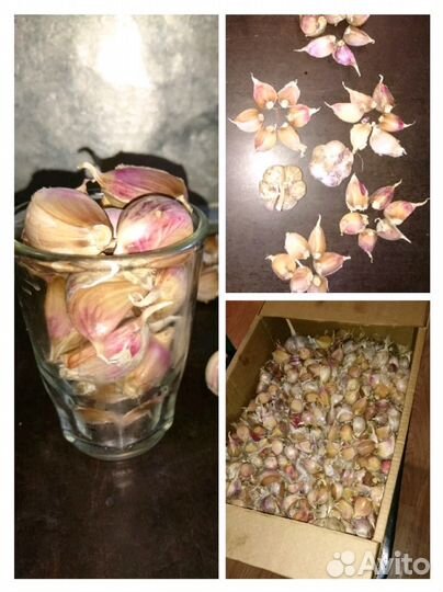 Чеснок зимний очень крупный