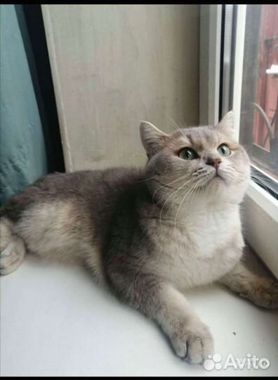 Британская золотая, голубая шиншилла вязка