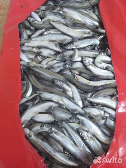 Свежемороженная рыба, доставка Ленинский р-н