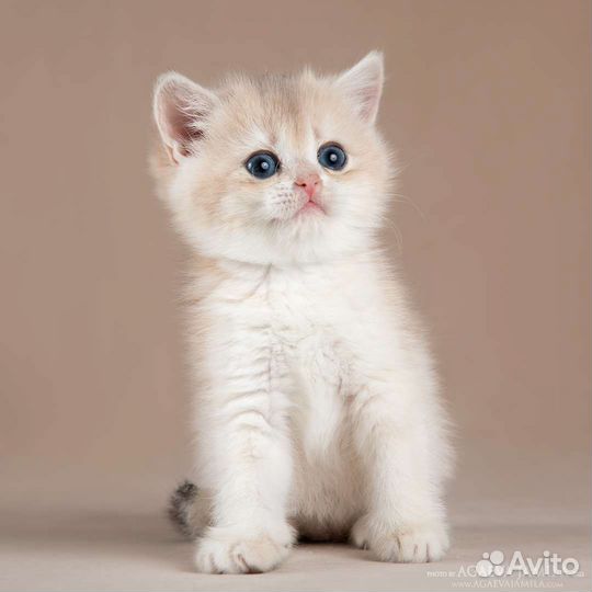 Мальчик голубое золото