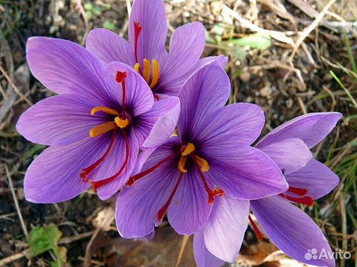 Шафран Луковицы сорт Crocus Sativus Посевной