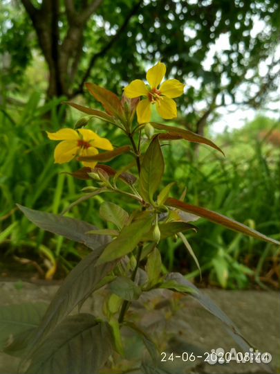 Цветы открытого грунта