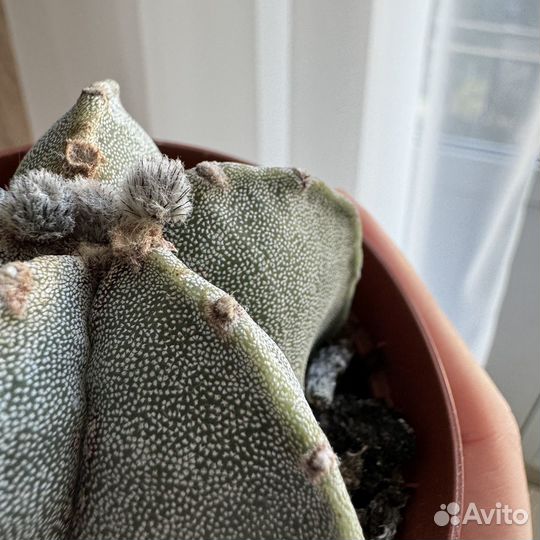 Кактус Astrophytum myriostigma (D-9 см)