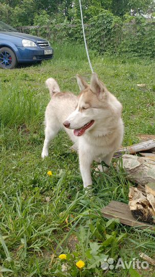 Сибирский хаски