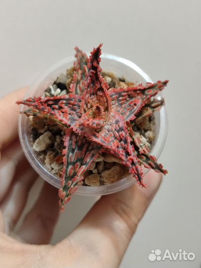 Алоэ гибридные