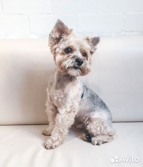 Груминг обучение, курсы груминга