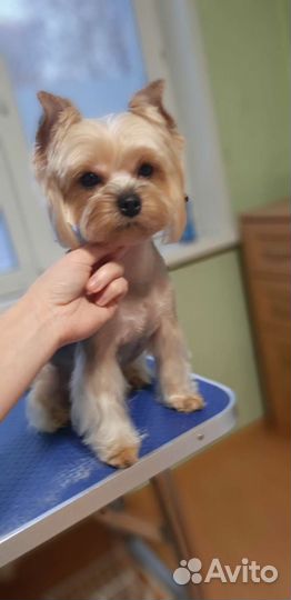 Стрижка собак всех пород