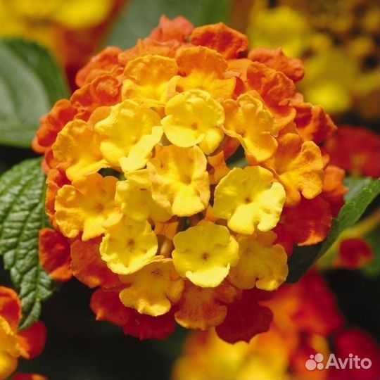 Монстера,кадинанта,абутилон и др