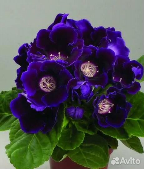 Глоксинии фиолетовые, малиновые, махровые