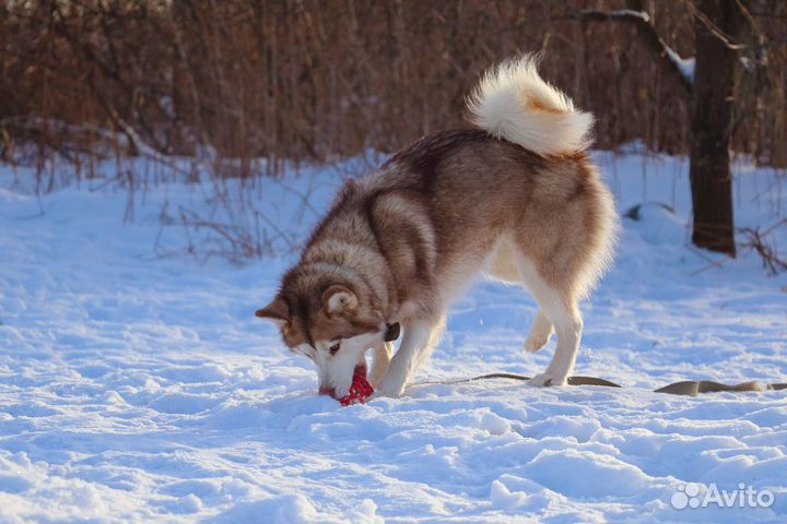 Гэлла в Добрые руки