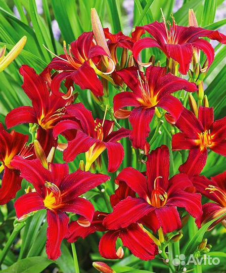 Лилейник красный