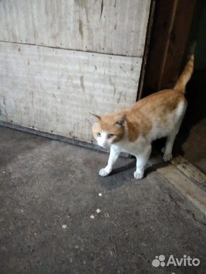 Мальчик котик