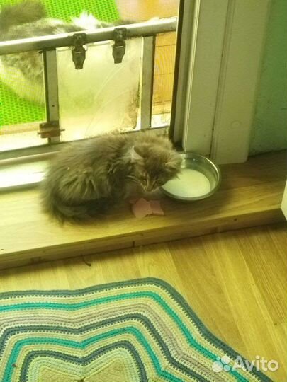 Отдам котенка